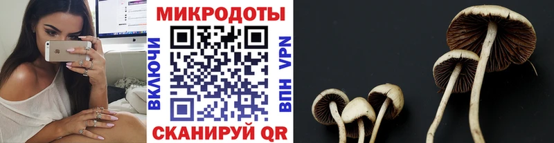 Галлюциногенные грибы Psilocybine cubensis Назарово